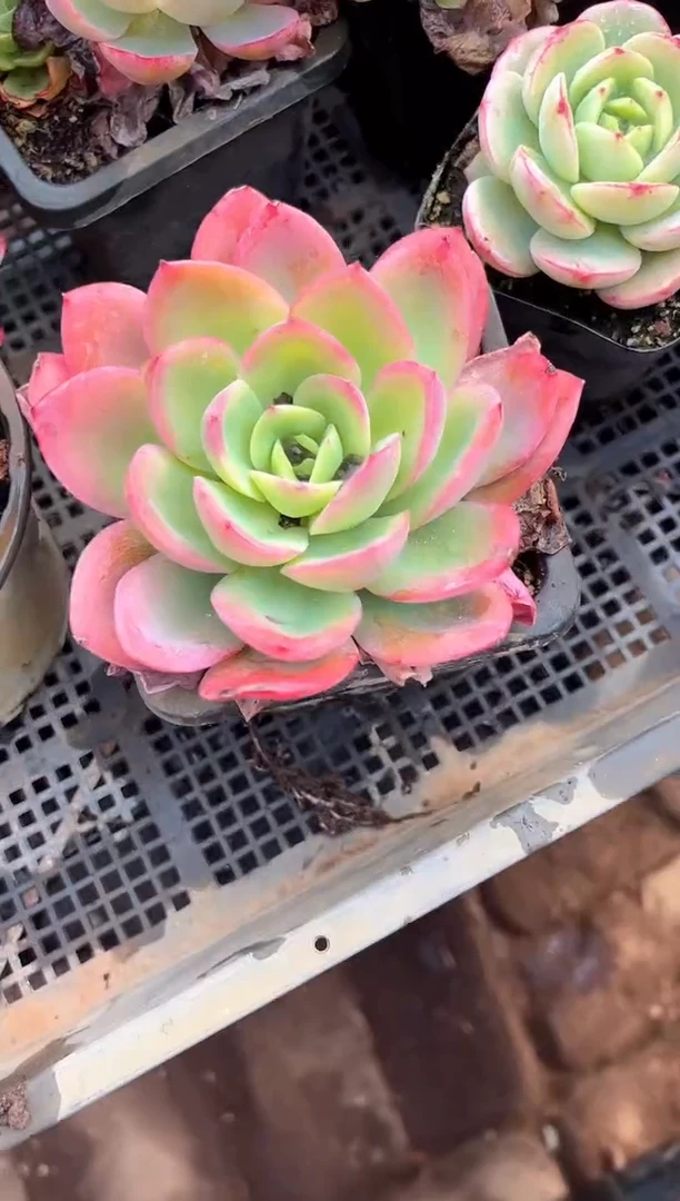 刀****闻多肉植物一物一拍18206