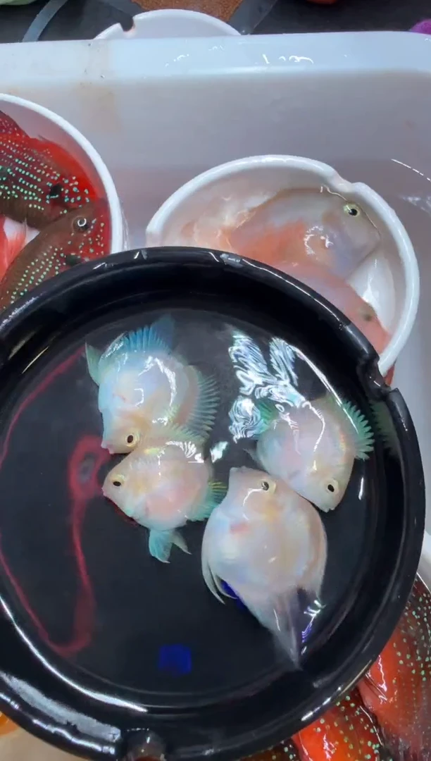 鹦鹉鱼2对台系白金