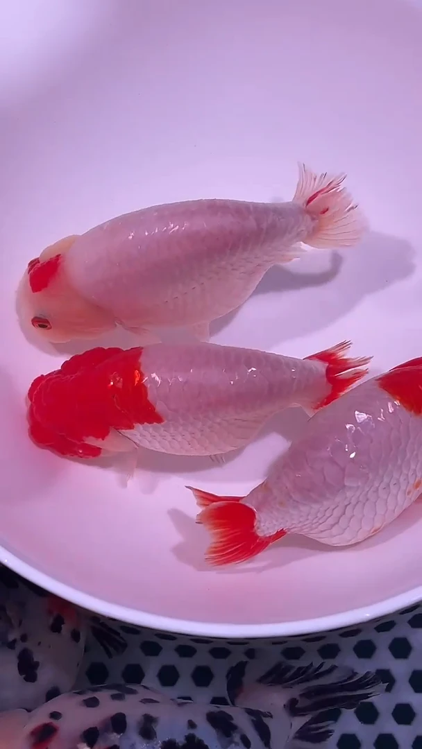 狮头鱼A***哈三只兰寿金鱼