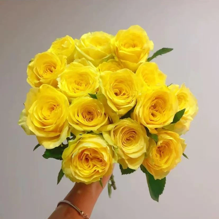 【月光漫步】单头玫瑰云南基地直发家用鲜花