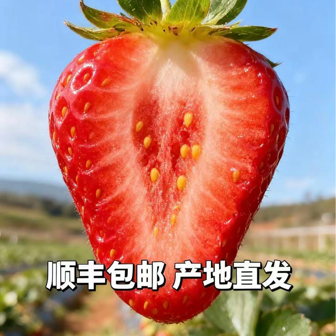 M1〖顺丰〗大凉山现摘牛奶冬草莓应季水果香甜软糯非丹东九九红颜