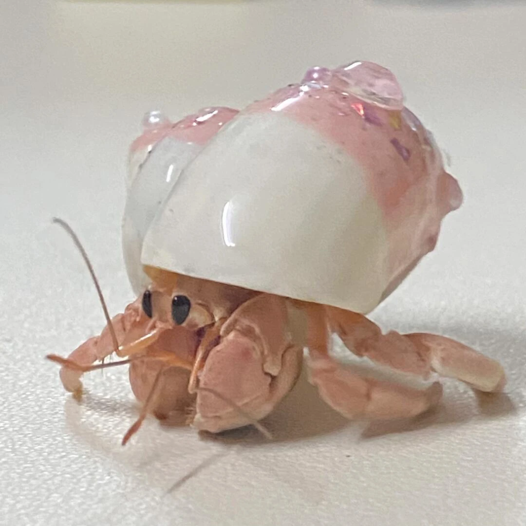 萌宠陆生寄居蟹 观赏蟹 懒人宠物