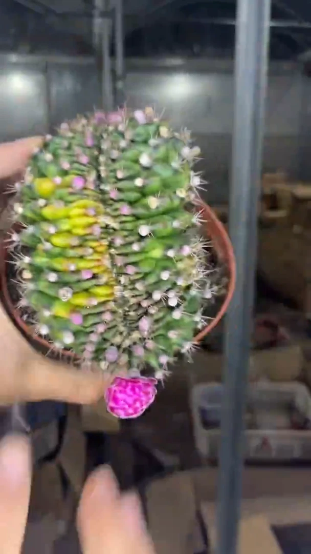 大号 翠皇冠缀化【造型不指定】10cm+