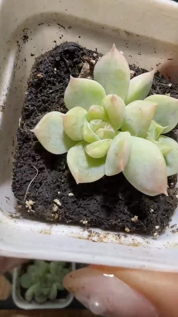 1091  今禾多肉植物