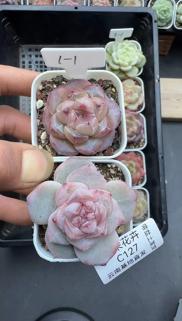 多***?多肉丸子多肉127