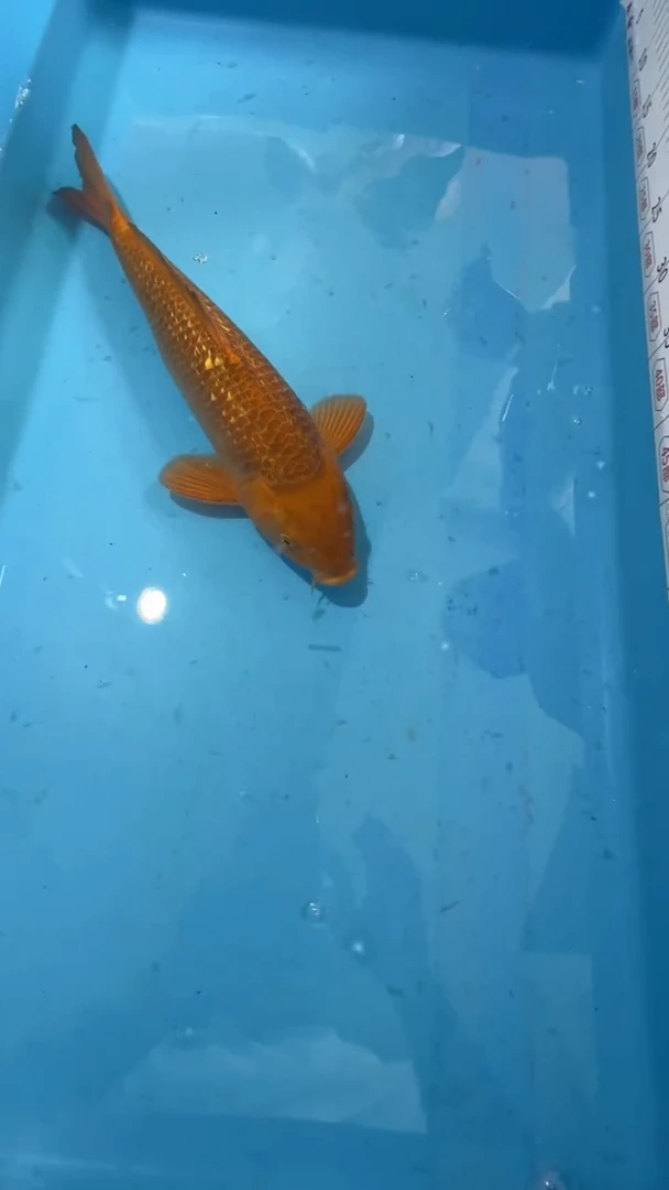 锦鲤锦鲤太饱芥子锦鲤35cm-45cm不包公母 不包邮到付 包损