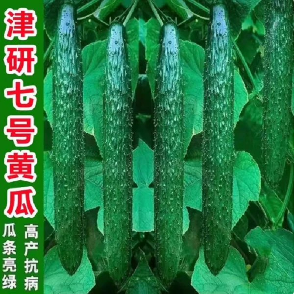 【全店满5包包邮】津研七号黄瓜种子高产四季蔬菜种孑盆栽阳台