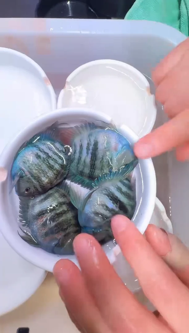 鹦鹉鱼2对宝蓝