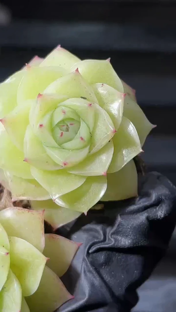 26-98 麦秆2-3厘米量拍发一颗