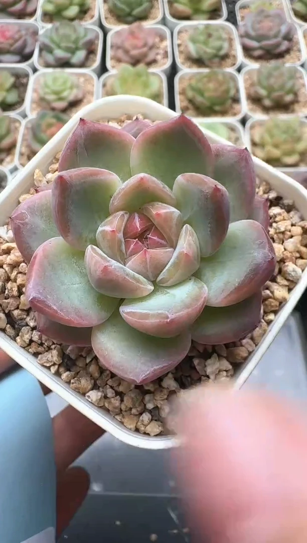 102D云禹多肉植物 带盆土纸巾打包 3颗包邮