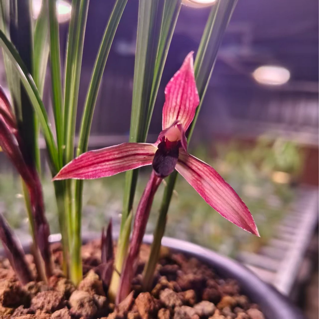 春兰红素兰花浓香型室内好养阳台客厅盆栽一物一拍请勿私自下单