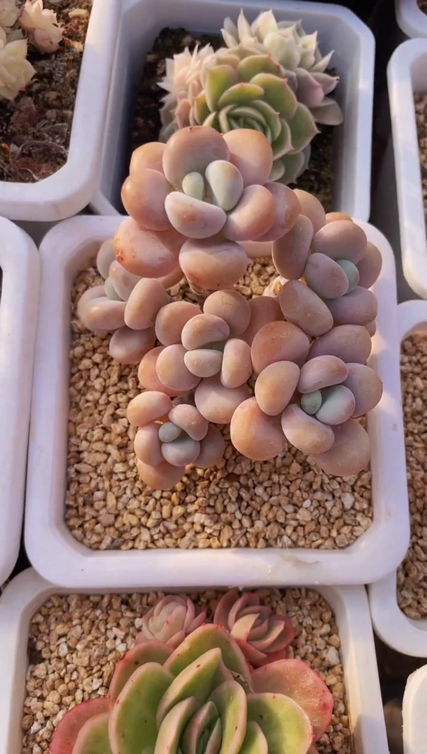 【闪购商品】578蛋糕多肉