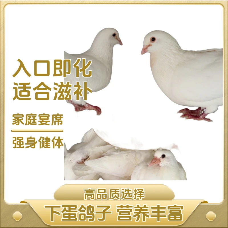 保姆鸽白羽王1斤鸽子白鸽下蛋鸽子下蛋鸽子赛鸽活苗