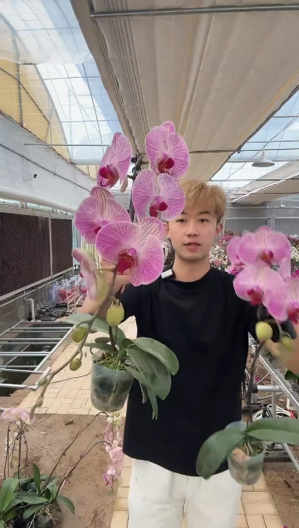 大部分开放少量花苞【旋律】蝴蝶兰