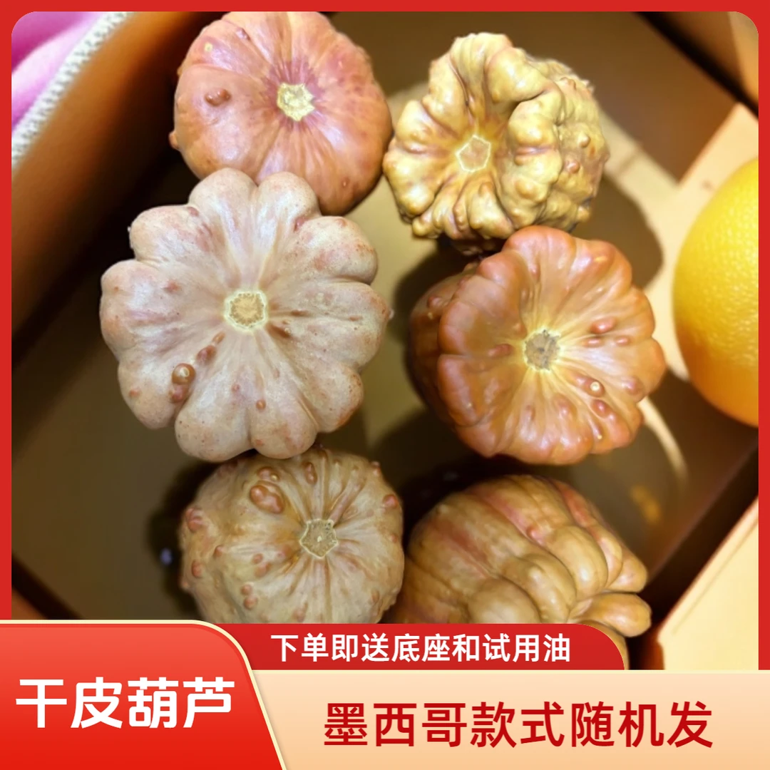 墨西哥葫芦干皮小众文玩葫芦手把件摆件免打皮盘玩钱袋子翻花饼