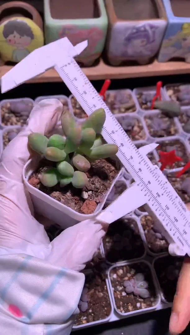 芒果奶酪多肉哈哈