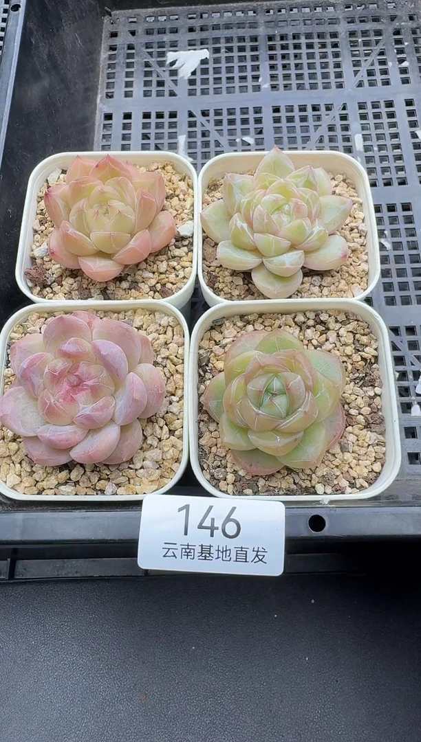 珍妮杂交多肉146