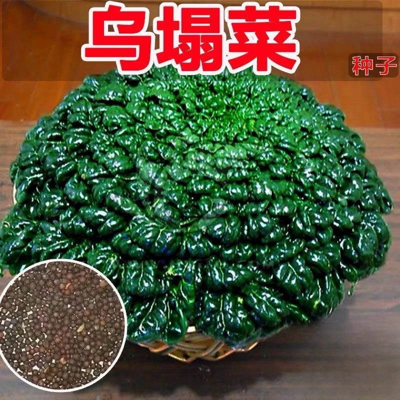 金满地心乌乌绿塌菜种子农田蔬菜纤维少菊花心