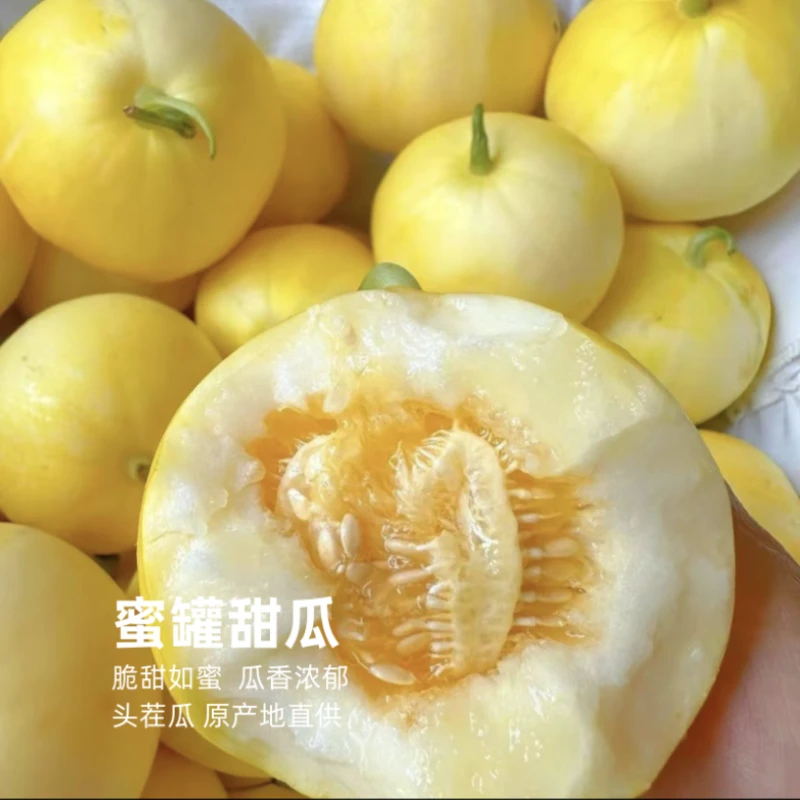 头茬蜜罐甜瓜 脆甜如蜜 瓜香浓郁 新鲜采摘原产地包邮