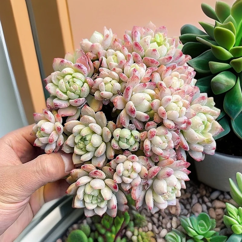 时宜多肉 框拍综合链接