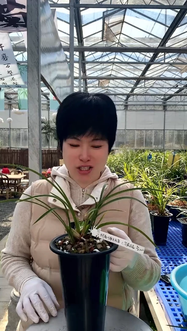 【闪购商品】华鼎晶蕊，桥南以南不再蓝