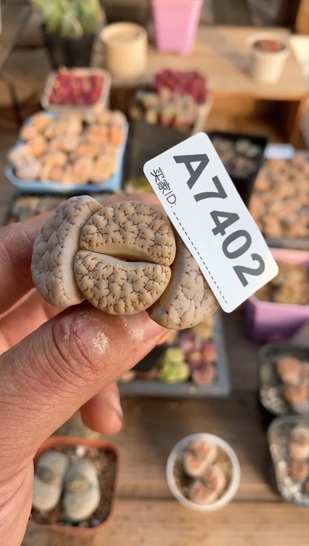 【闪购商品】7402直播间一物一拍