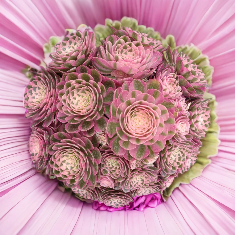 晓迎园艺2号店多肉法师锦捧花老桩孔雀翎美杜莎等多种品类盆栽