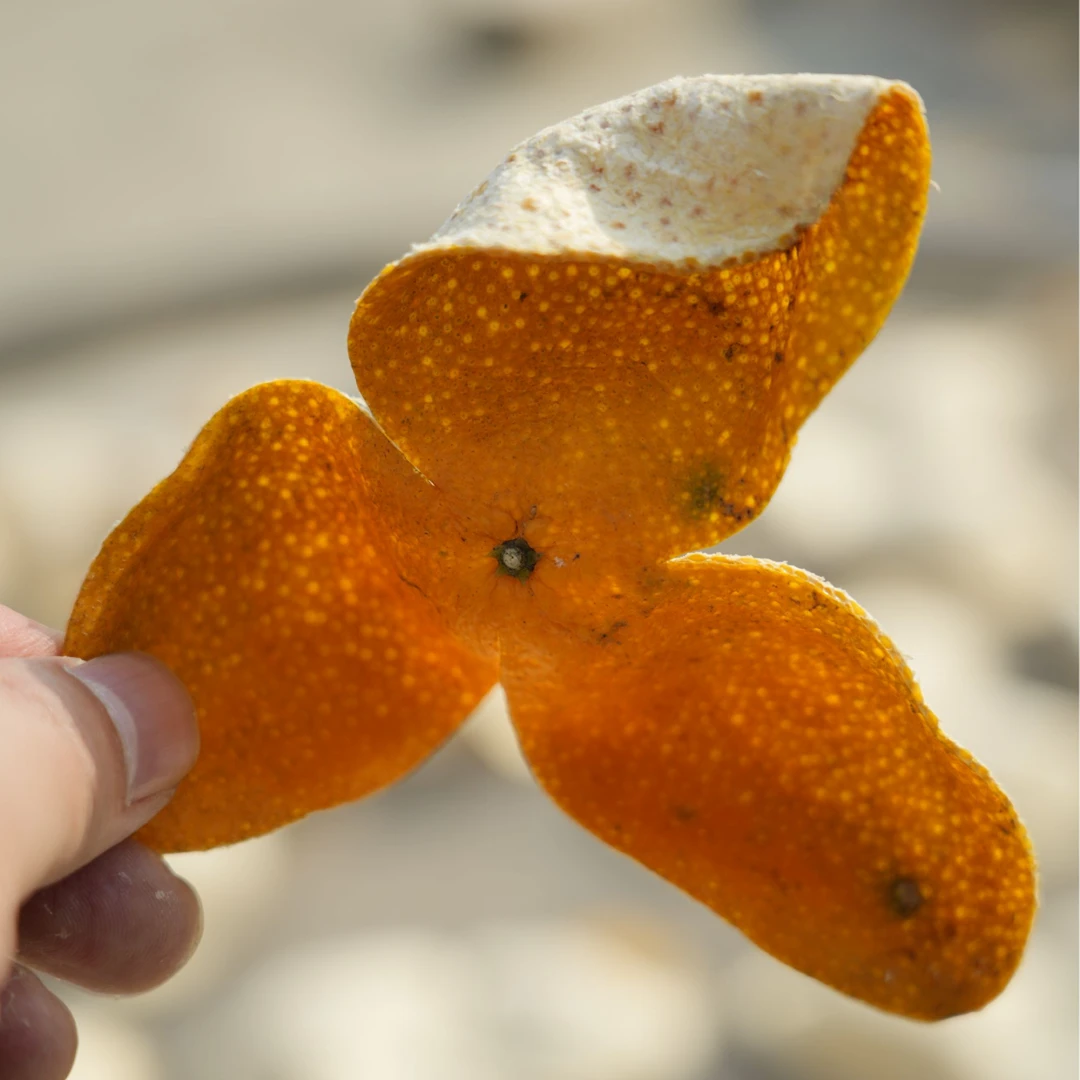 【新会天马冬后大红皮250g】正宗干陈皮圈枝滋补生态全生晒泡茶水F