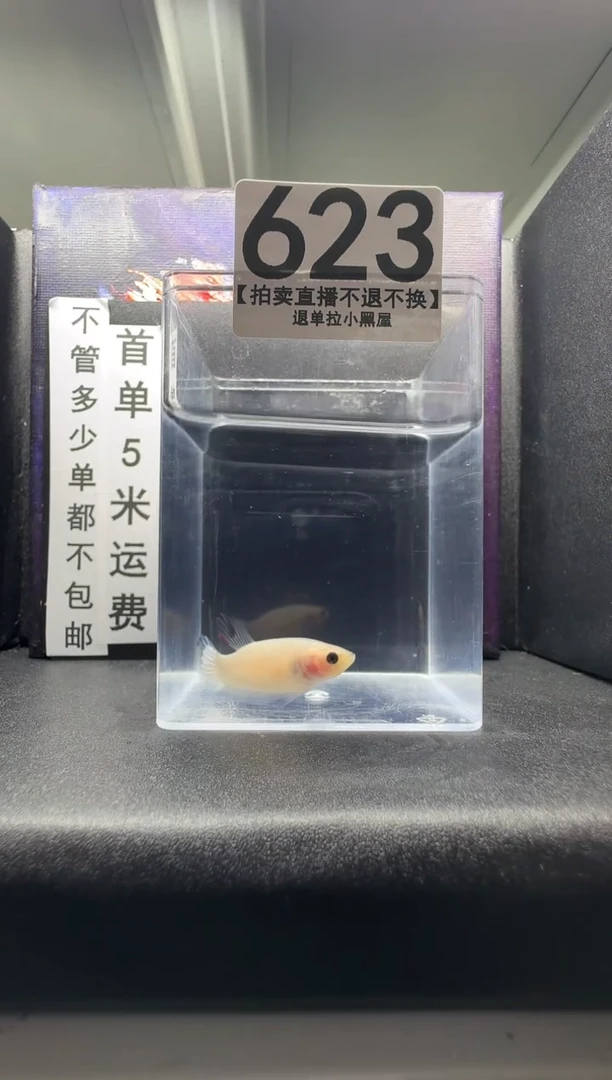 斗鱼母鱼编号：623