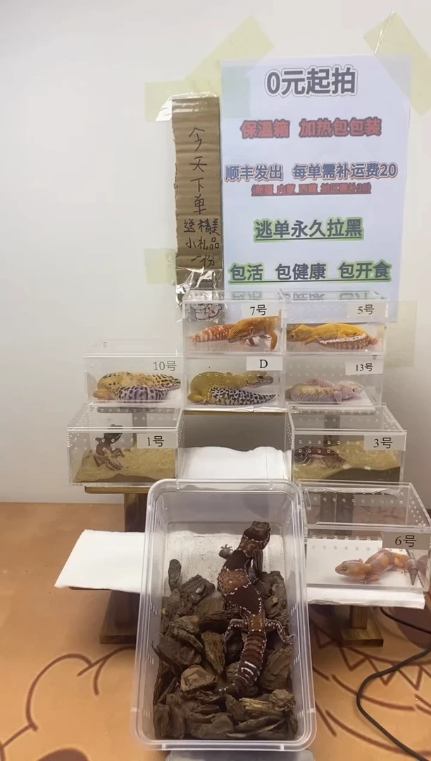 豹纹守宫豹纹守宫幼苗亚成体成体肥尾