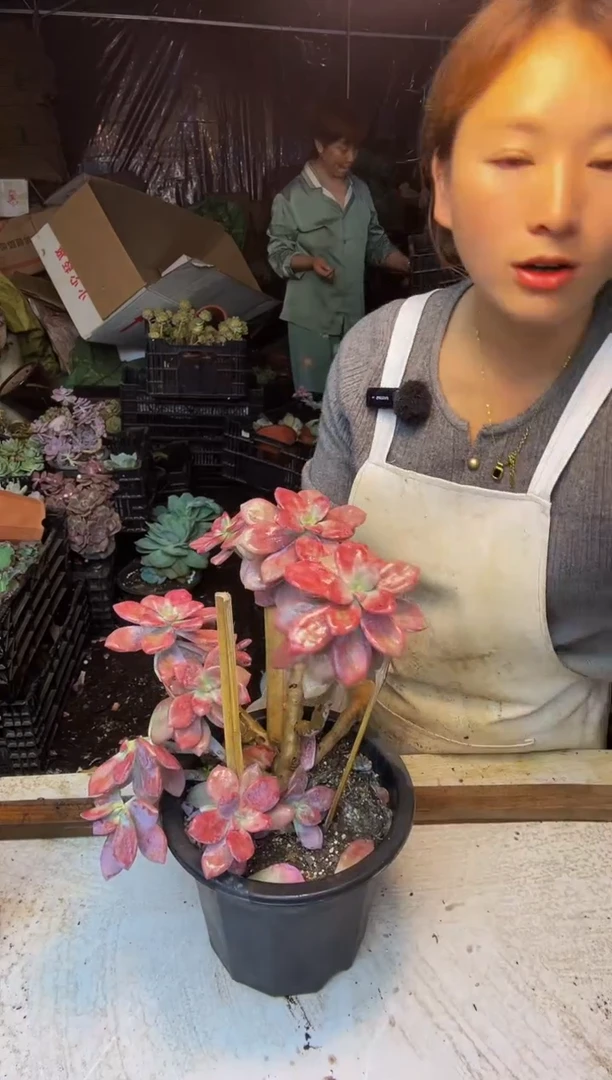 124号一物一拍默认微瑕不售后