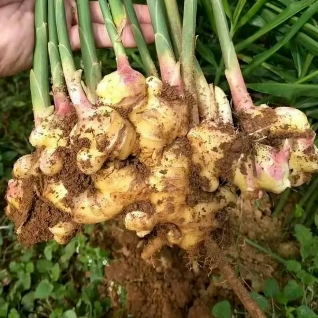 【小正】代收农家本地小黄姜