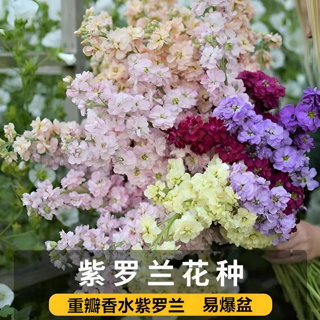 重瓣香水紫罗兰花种子混色重瓣浓香型紫罗兰耐寒花卉种子