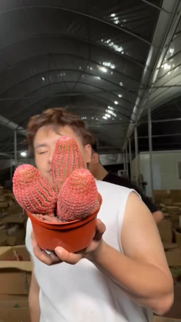 大3头 红太阳【带根】