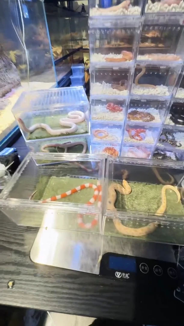 雨林蝎精品白康猪鼻1100