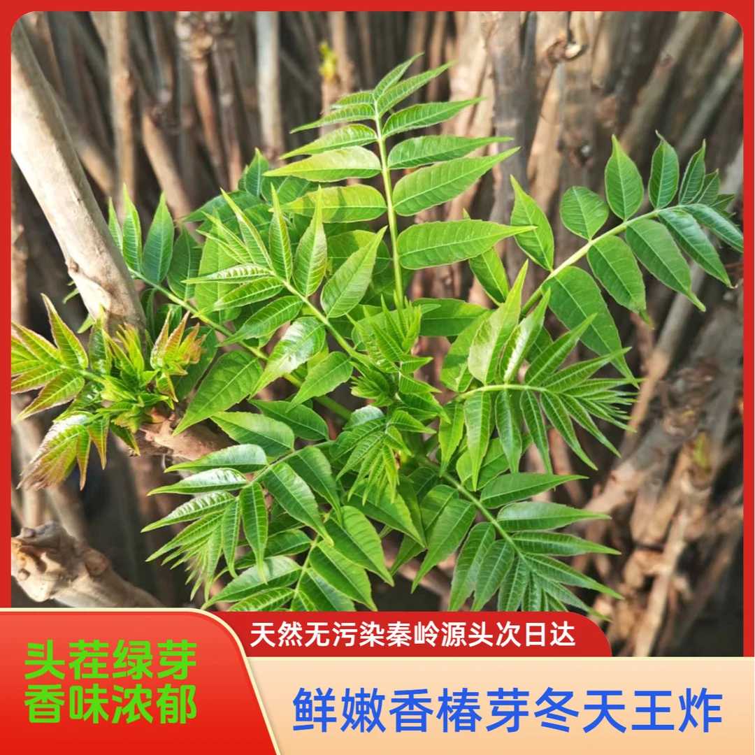 头茬新鲜时令香椿净重1斤装秦岭山源产地现采现发绿油油香椿芽子冬天餐桌上的王炸香椿
