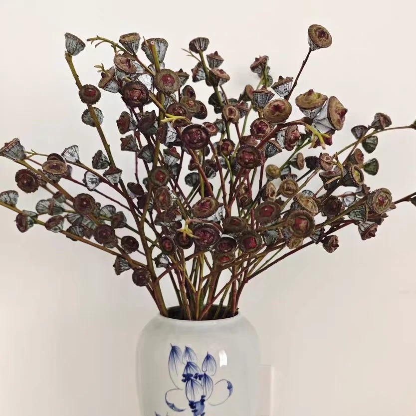基地批发A级尤加利果网红钻石尤加利果家用插花鲜花可做永生花
