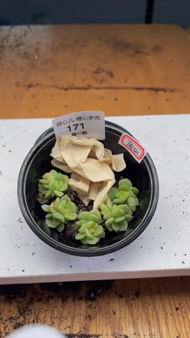 171多肉植物多肉植物