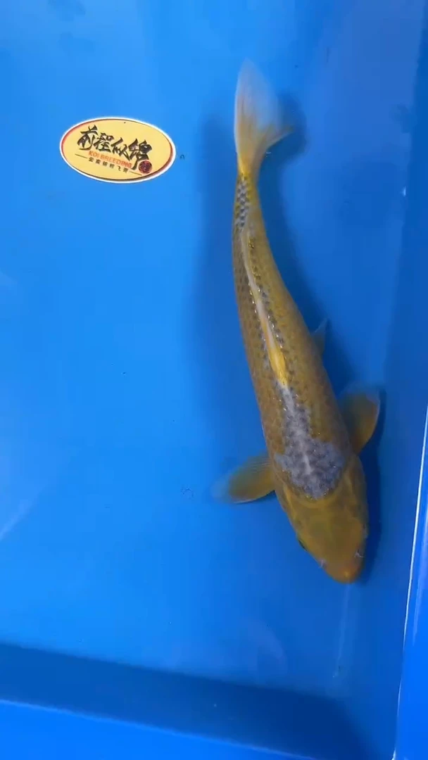 锦鲤  谷口 玉米