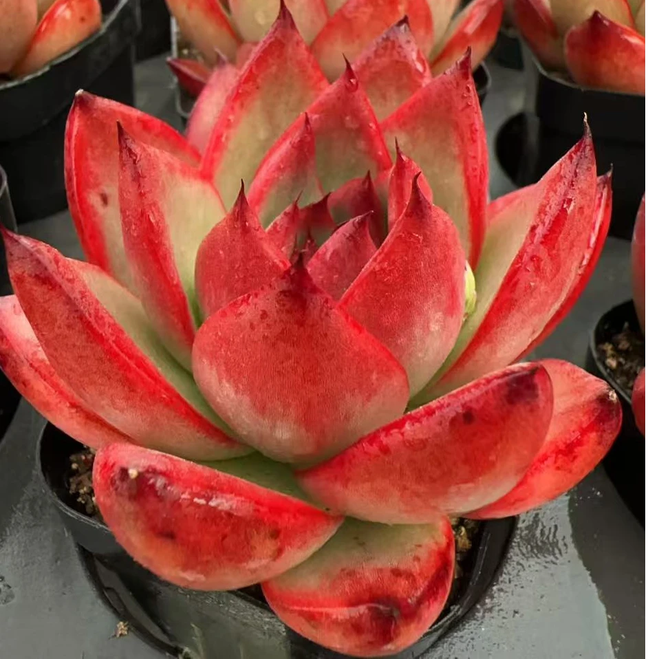 吸光玛利亚单头（4-6cm）脱土金先生精品多肉