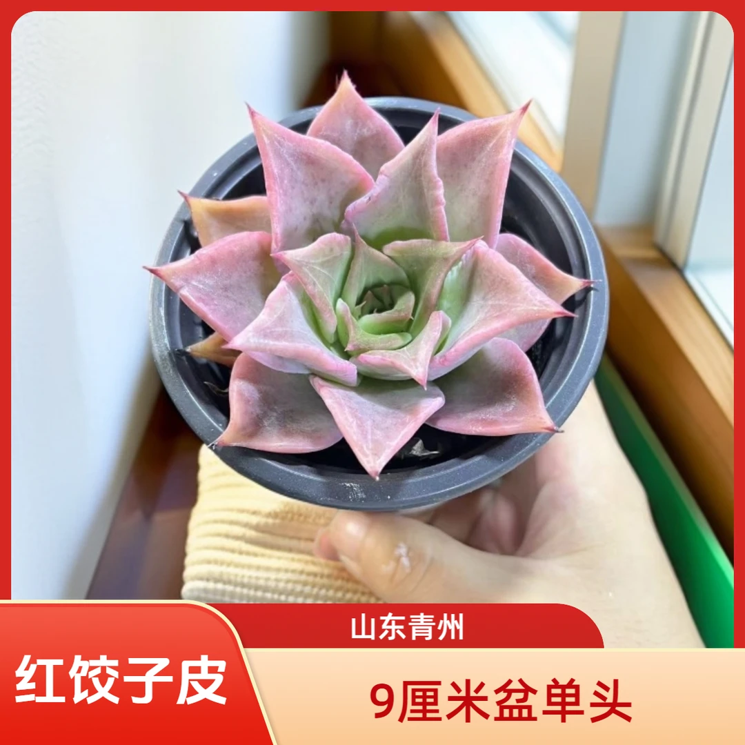 红饺子皮9厘米盆老桩多肉