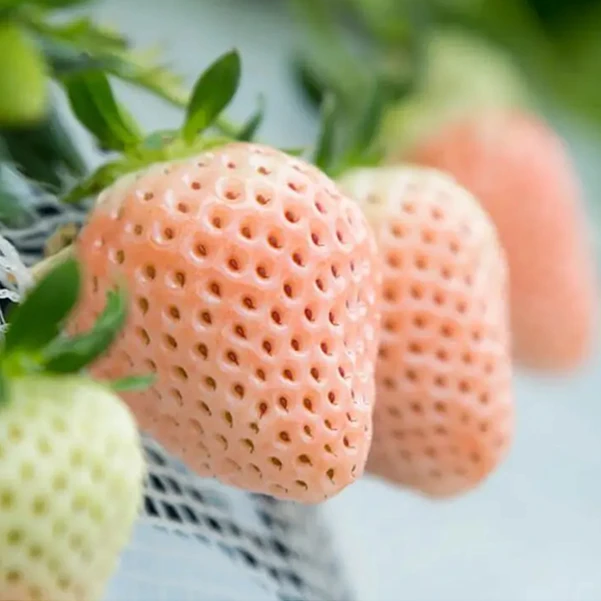 草莓盆栽来啦！（顺丰包邮）