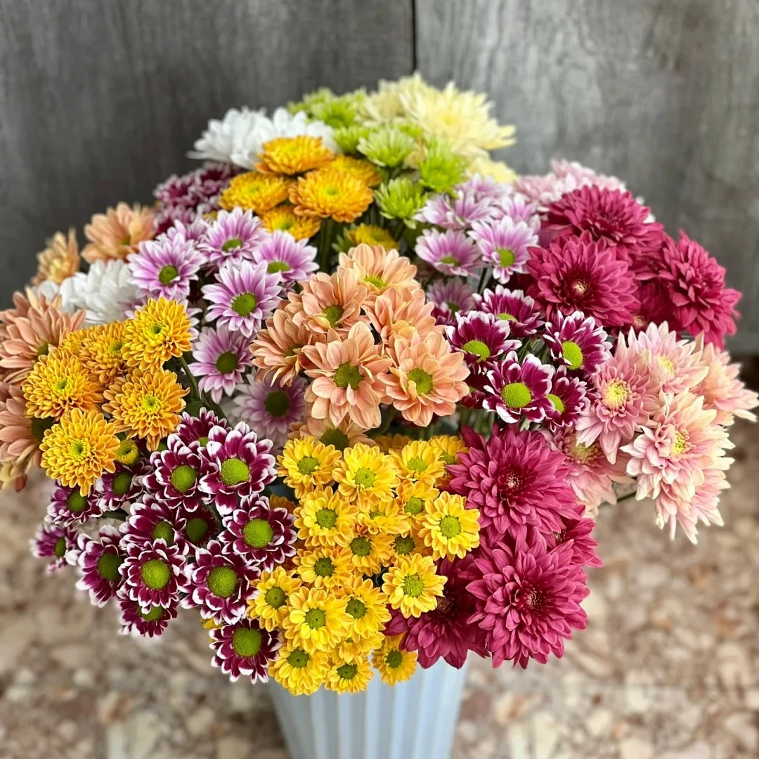 门店小时达-花边新闻-家养花-混色小雏菊1扎-花期超长20天同城