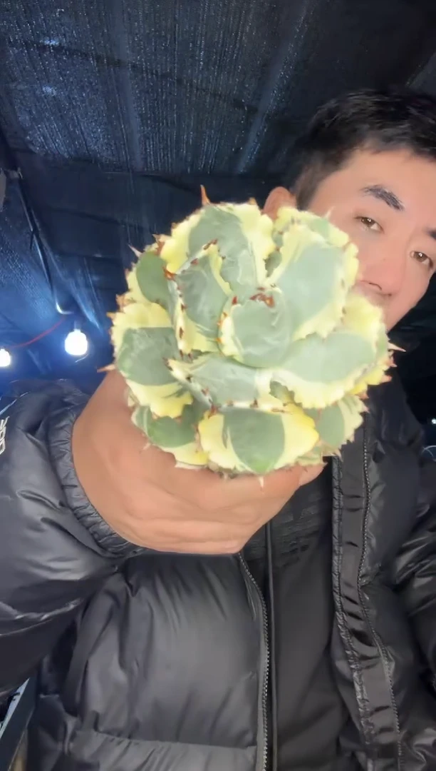 【闪购商品】高颜值甲蟹锦111