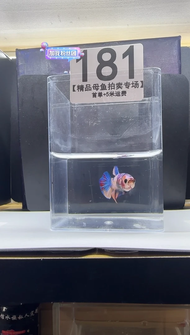 斗鱼母鱼编号：181