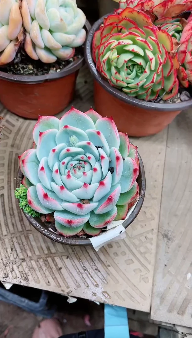 【闪购商品】21033