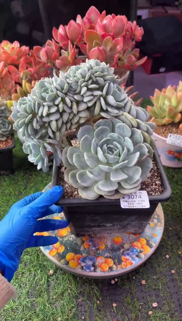 昆明印象多肉3074