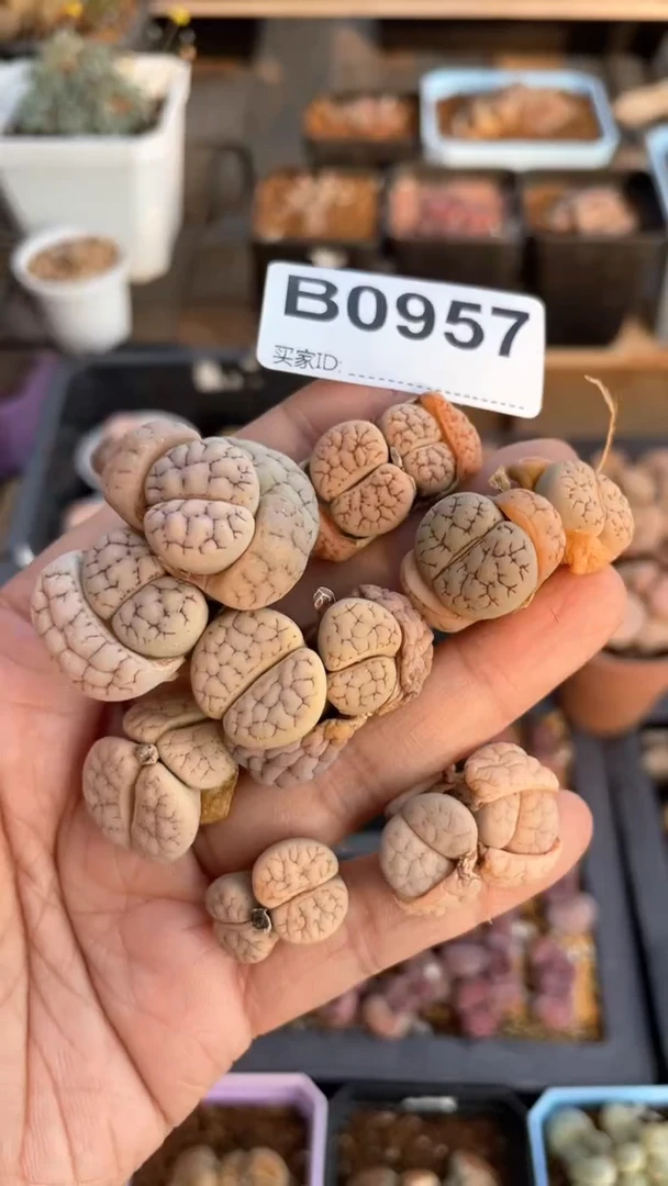 【闪购商品】 0957直播一物一拍