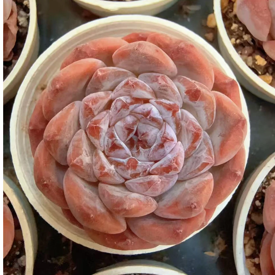 50#慕白珍妮单头（3-5cm）带盆土