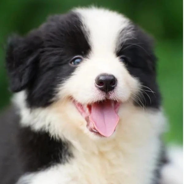 【黑牙】边牧活体小狗定金补差价链接平时勿拍请先联系客服